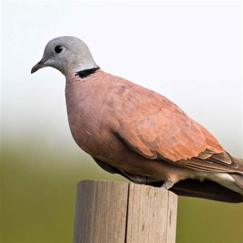 鴿屬|鴿子(鳩鴿科鴿屬鳥類統稱):動物介紹,形態特徵,生活習性,生理特性,。